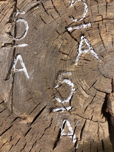 Extremo de troncos de madera para tala/madera con identificación de insignia estampada ~ Bay City, Michigan ~ LG3 - Imagen 2 de 8