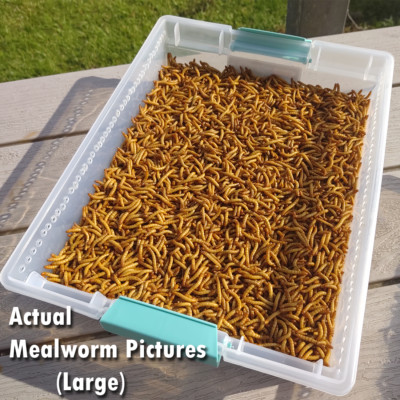Free Shipping 250 Giant Mealworms Live Pet Supplies Reptile Supplies