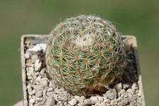 Kaktusy: Mammillaria huitzilopochtli Lau 1116; 3,2 cm, własne korzenie rts