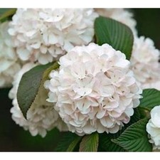 2 Japanese snowball bush 12 to 20 inches tall, beautiful blooms shipping now