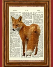 Red Fox Dictionary Art Print Poster Picture Wildlife Animal Wild Collectible