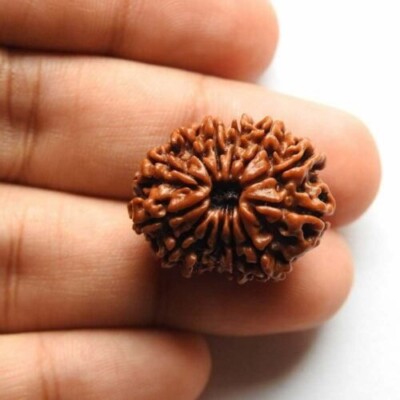 Natural 13 Mukhi Rudraksha Nepal Origin Lab Certified 22 mm Size