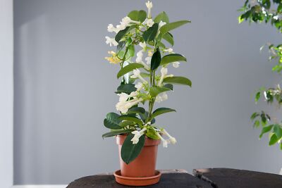 LIVE PLANT 2-3ft  Stephanotis floribunda - Bride's bouquet - Madagascar Jasmine