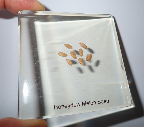 Honeydew Melon Seed Specimen in 75 mm Amber Clear Acrylic Slide SS75A - Picture 2 of 7
