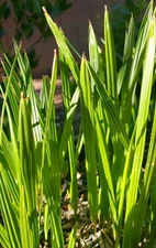 1- Medjool 8+ In Date Palm Tree Seedlings Phoenix dactylifera Food Plant Sapling