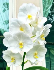 Vanda Nopporn White Diamond, Flowering Size Orchid Plant, RARE