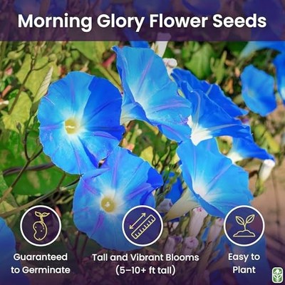 Morning Glory Seeds for Planting - 250 Fresh Seeds - Heavenly Blue Climbing  Vine | eBay