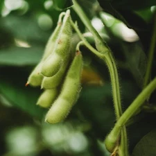 BeSweet Edamame Seeds, NON-GMO, Green Soybean, Glycine Max, Buttery, FREE SHIP