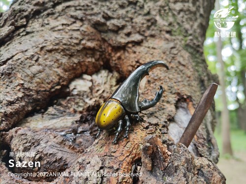 Tier Himmelskörper Dynastien Herkules Käfer (gelb) Insekten Statue - Bild 3 von 4