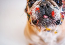 BULLDOG 2X3 FRIDGE MAGNET DOG PUPPY CANINE CUTE ENGLISH FLAT NOSE FRENCH HEFTY