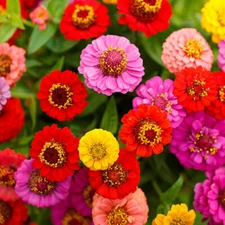 Zinnia LILLIPUT Mix elegans Mixed Colors Heirloom Pollinators Non-GMO 200 Seeds!
