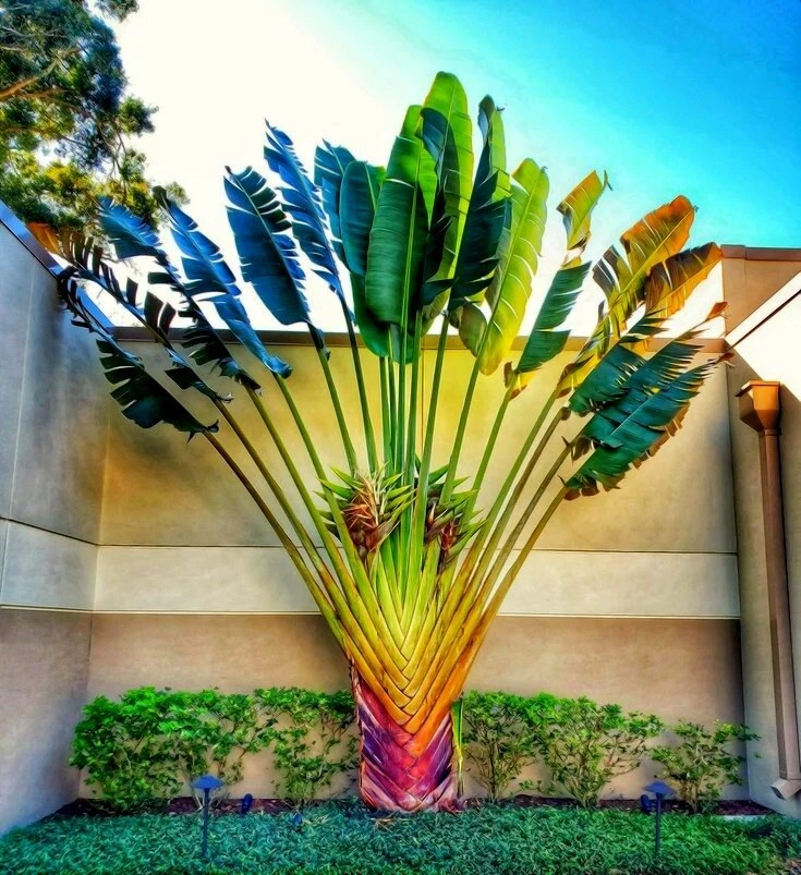 TRAVELERS PALM TREE SEEDS (Ravenala madagascariensis) Bird of Paradise Plant - Image 4 of 4