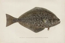 S F Denton Halibut 7x10.5" image on 8.5x11" Matt Paper Reproduction Framing