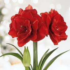 Garden State Bulb Red Double Amaryllis Flower Bulb, 26/28cm, Holiday Blooms!
