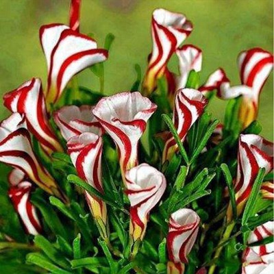 Candy Cane Sorrel Oxalis Versicolor Garten Samen Süße Blumen Samen W