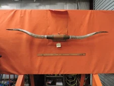 MOUNTED STEER BULL  HORNS  6' 0" tip to tip #426 BULL HORN LONGHORN
