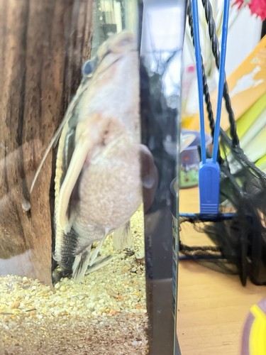 Verkaufe hier ein gebrauchtes Aquarium mit Barschen und Welsen. - Bild 5 von 14