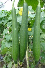 20 Organic Sponge dishcloth Luffa Smooth Loofah Gourd Chinese Sigua Seeds USA