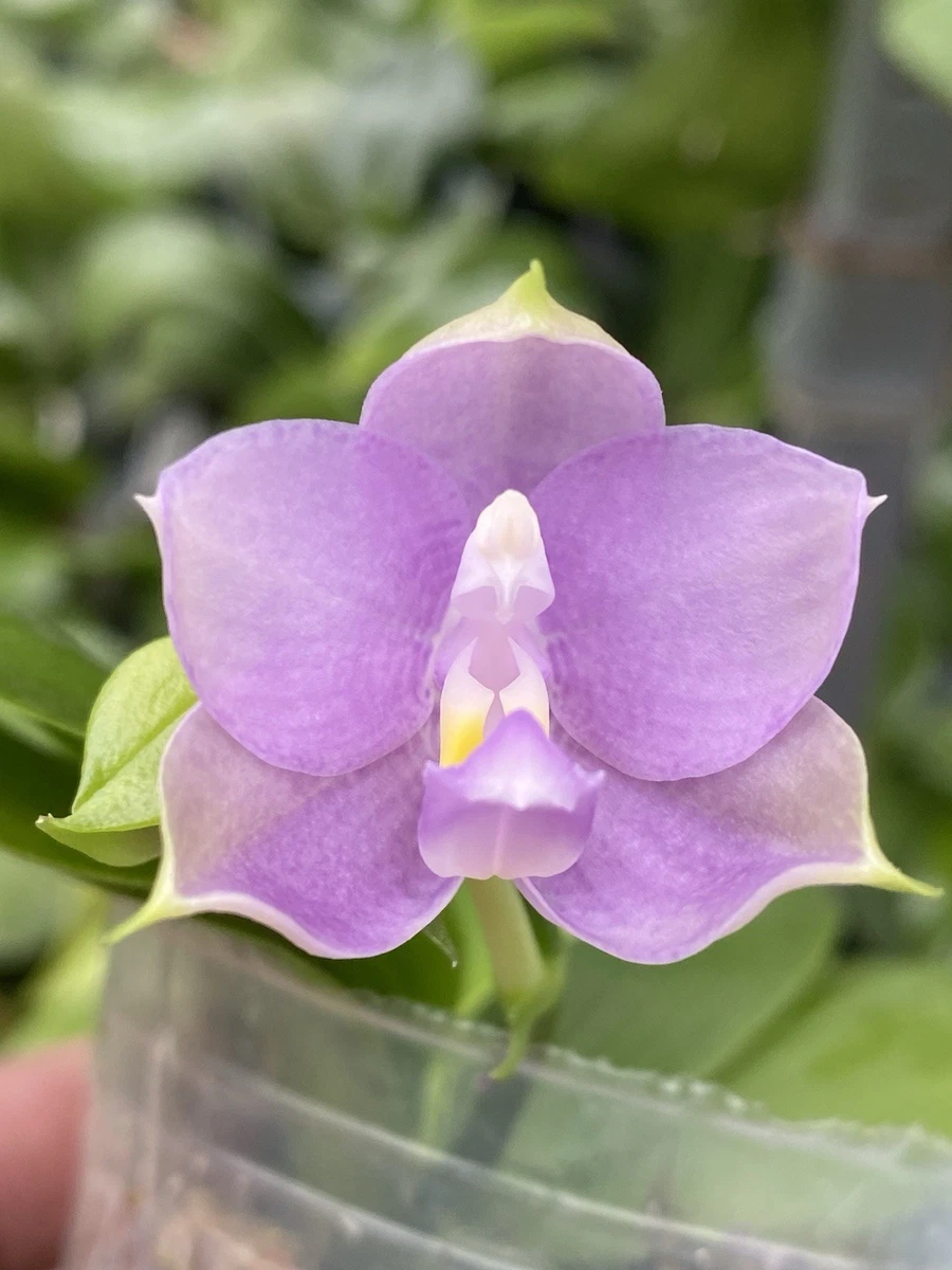 Phalaenopsis Orchids for sale - eBay