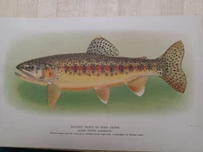 Antique Chromolithograph Print Golden trout Soda river Fishes  1905
