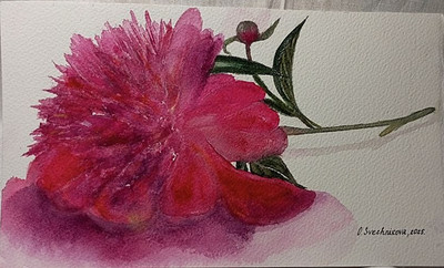 ORIGINAL PAINTING FLORAL STILL LAFE BRIGHT WATERCOLOR  PINK  PEONY HANDMADE GIFT