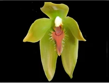 Sudamerlycaste priscilae BS Green Orange Orchid Species Tall Flowers 4” Pot