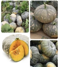 20+ Giống Bí Tròn Lai F1 Hat Giong Bi Viet Nam Vietnamese Pumpkin Seeds