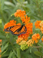 40 Butterfly Milkweed Seeds Asclepias tuberosa Native for Monarchs