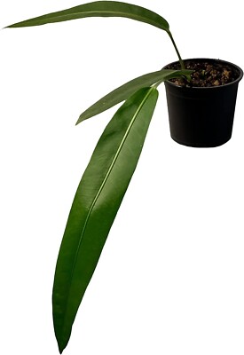 indoor plants repel mosquitoes Natural Pest Defense Seed Collection  SurvivalGardenSeeds
