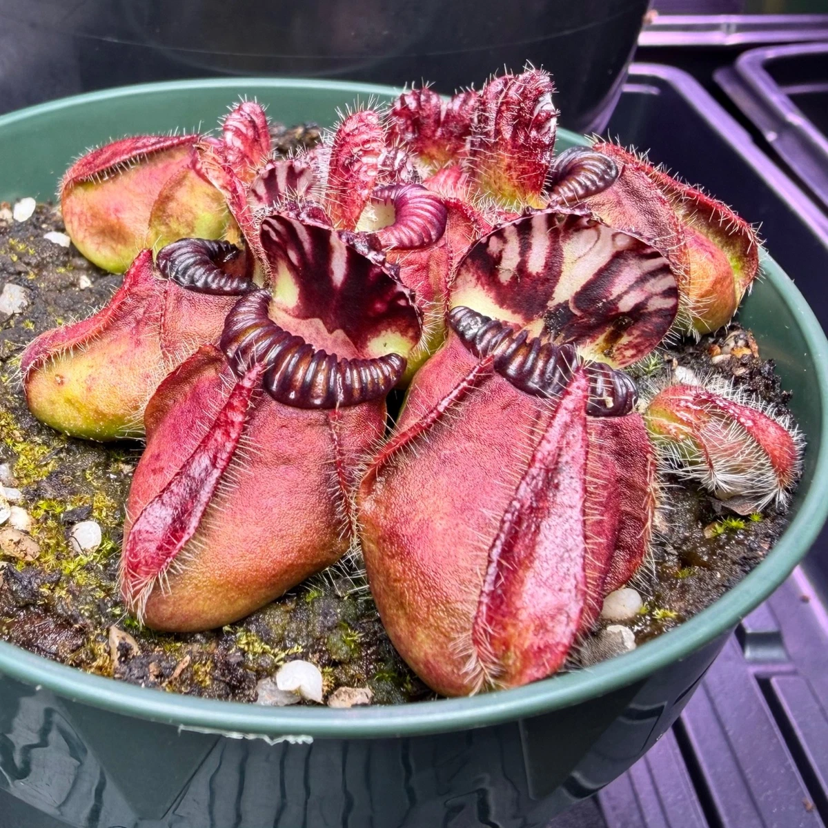 Pitcher Plant Cephalotus Carnivorous Plants for sale | eBay