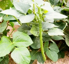 30 Count Black Eyed Pea Seeds - NON-GMO - Heirloom