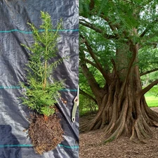 Dawn Redwood 1 gallon live tree seedling - Popular for bonsai - Metasequoia
