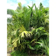 Dwarf Sugar Palm Tree-Formosa Palm-Live Plant in a 3 Gallon Grower'S Pot-Arenga 