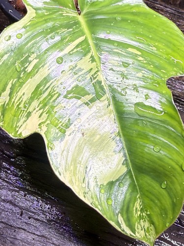 Premium Rare Philodendron squamiferum Variegated - Picture 4 of 8