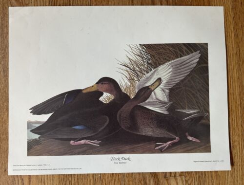 Don Balke Peregrine Falcon 16"" X 18"" Stampa Limitata Ed. #528/1200 FIRMATO + Bonus - Foto 5 di 6