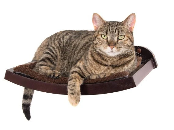Pawslife cat shop perch
