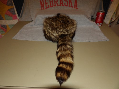 Vintage Authentic Raccoon Fur Hat With Head & Tail Children's Size Large EUC - Picture 5 of 9