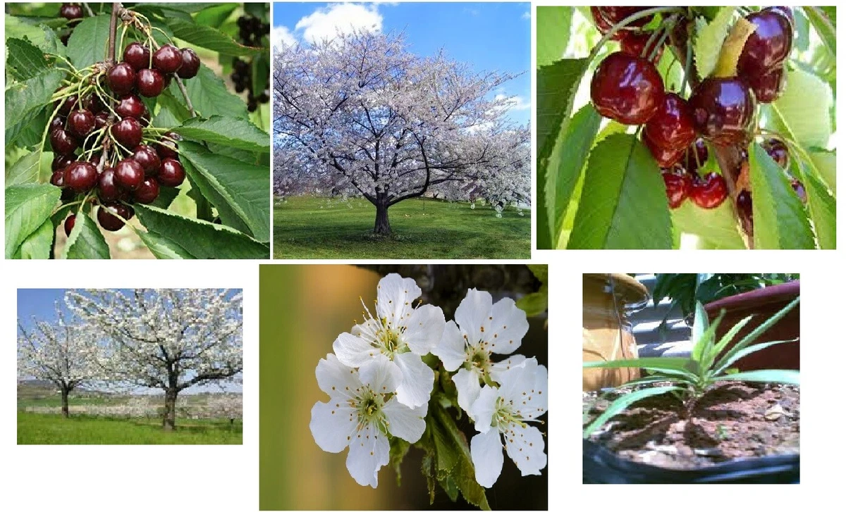 Bing Cherry Trees