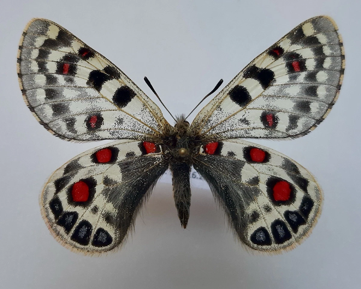 パルナシウス・カルトニウス（オス、インド） Parnassius Butterfly for sale | eBay