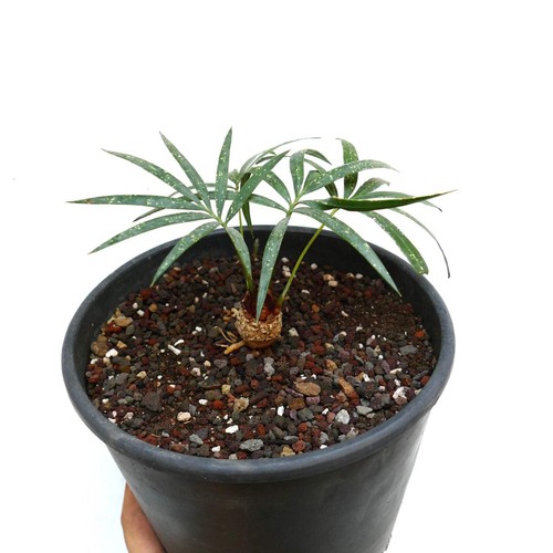 Cycas chevalieri 'Dak Rong, Vietnam' CA88 - - Cicade di Chevalier | Sago di Che - Imagen 4 de 5