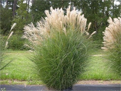 RIESEN CHINASCHILF ca.100 Samen - Silberfeder - Miscanthus chinensis winterhart - Bild 4 von 7