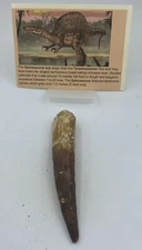 Spinosaurus Teeth Dinosaur F0SSIL Before T Rex Cretaceous K545