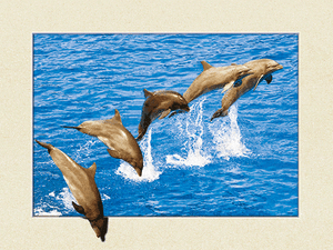 5 Delfines Saltando 3d 5d Delfin Imagen 400mm X 300mm Nuevo Ebay