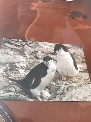 Kinnriemen Pinguin Signy Isle Sth Orkney Foto von David Singleton Medici Postkarte
