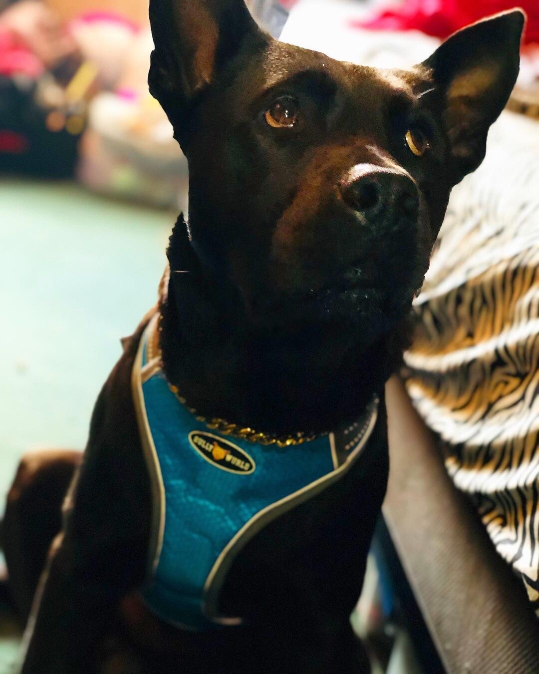 Dog Harness Big Dogs Sz S-XL, Nylon, Reflective(fits all breeds)(Bully Wurld)