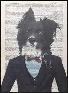 border collie clothes