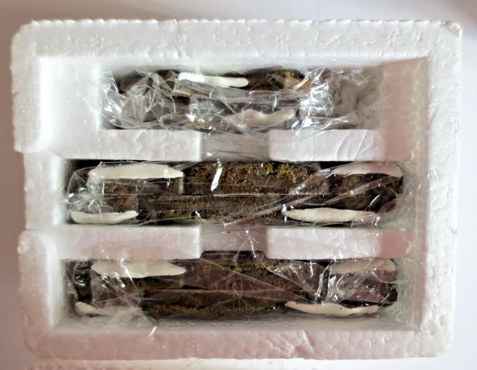 DEPARTMENT 56 VILLAGE ACCESSORIES 56.52874 NORTH POLE WOODS PINECONE PATH UNUSED - Image 4 of 4