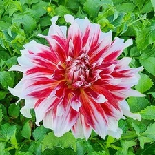 1 "Frost Nip" Dinnerplate Dahlia - Large Tuber - US Seller