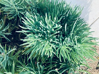 9X Senecio Vitalis Blue Serpents Chalk Fingers Sticks Succulent Plant 6"  Cutting | eBay