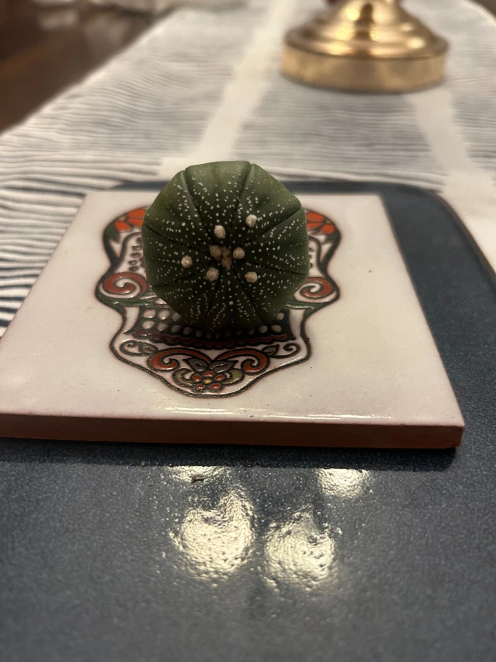  Astrophytum Asterias 2 pulgadas en maceta arena dólar cactus Foto 2 de 3